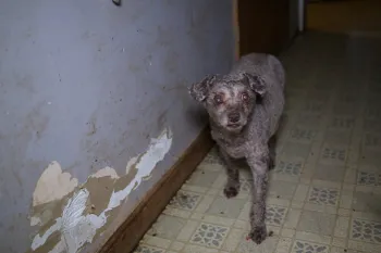 Humane World for Animals assists Sandusky County, Ohio authorities with a large-scale multi-species alleged neglect case. on Tuesday, Feb. 25, 2025 in Clyde